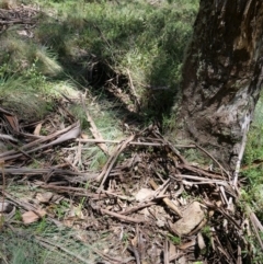 Chiloglottis valida at Cotter River, ACT - suppressed