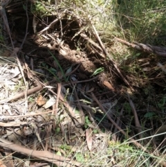 Chiloglottis valida at Cotter River, ACT - suppressed