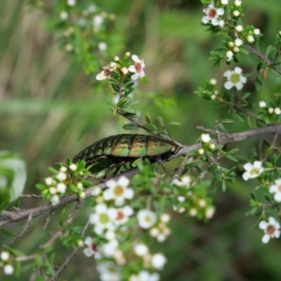 Polyzosteria viridissima (Alpine Metallic Cockroach) at Cotter River, ACT - 11 Jan 2019 by MattM