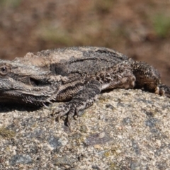 Pogona barbata (Eastern Bearded Dragon) at Hughes Grassy Woodland - 11 Jan 2019 by JackyF