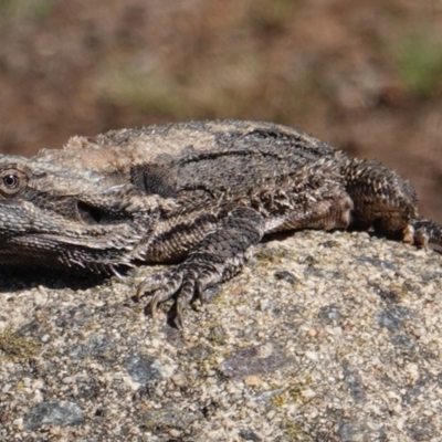 Pogona barbata (Eastern Bearded Dragon) at Hughes, ACT - 12 Jan 2019 by JackyF