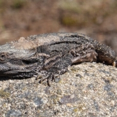 Pogona barbata at Hughes, ACT - suppressed