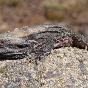 Pogona barbata at Hughes, ACT - 12 Jan 2019