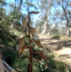 Gastrodia procera (Tall Potato Orchid) at Bimberi, NSW - 12 Jan 2019 by MattM