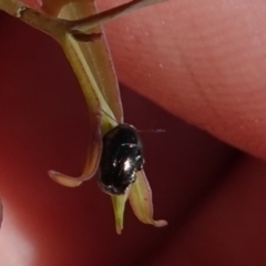 Ditropidus sp. (genus) (Leaf beetle) at Hughes, ACT - 11 Jan 2019 by JackyF