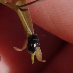 Ditropidus sp. (genus) at Hughes, ACT - 12 Jan 2019 09:38 AM