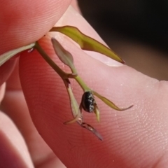 Ditropidus sp. (genus) at Hughes, ACT - 12 Jan 2019 09:38 AM