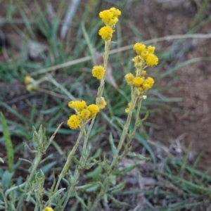 Chrysocephalum apiculatum at Hughes, ACT - 13 Jan 2019 11:41 AM