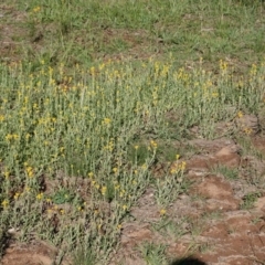 Chrysocephalum apiculatum at Hughes, ACT - 13 Jan 2019 11:41 AM