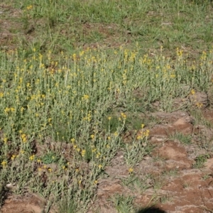 Chrysocephalum apiculatum at Hughes, ACT - 13 Jan 2019