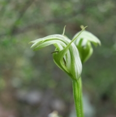 Pterostylis monticola (Large Mountain Greenhood) at Cotter River, ACT - 12 Jan 2019 by MattM