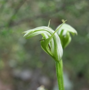 Pterostylis monticola at Cotter River, ACT - suppressed