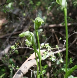 Pterostylis monticola at Cotter River, ACT - 12 Jan 2019
