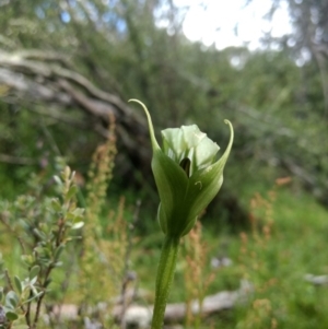 Pterostylis monticola at Cotter River, ACT - suppressed