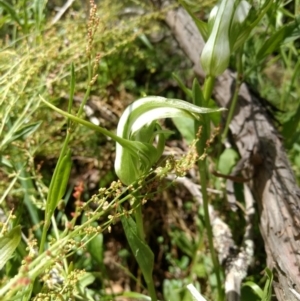 Pterostylis falcata at Cotter River, ACT - 12 Jan 2019