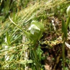 Pterostylis falcata at Cotter River, ACT - 12 Jan 2019