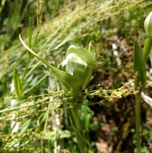 Pterostylis falcata at Cotter River, ACT - 12 Jan 2019