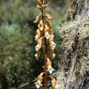 Gastrodia procera at Cotter River, ACT - 12 Jan 2019