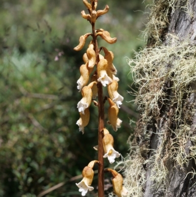 Gastrodia procera (Tall Potato Orchid) at Cotter River, ACT - 12 Jan 2019 by MattM