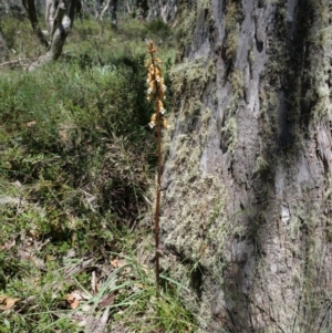 Gastrodia procera at Cotter River, ACT - 12 Jan 2019