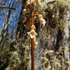 Gastrodia procera at Cotter River, ACT - 12 Jan 2019