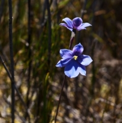 Thelymitra cyanea (Veined Sun Orchid) at Cotter River, ACT - 12 Jan 2019 by MattM