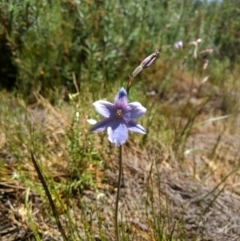Thelymitra cyanea at Cotter River, ACT - 12 Jan 2019