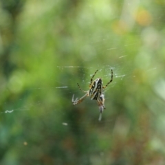 Plebs bradleyi (Enamelled spider) at Cotter River, ACT - 10 Jan 2019 by MattM