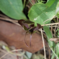 Chiloglottis valida (Large Bird Orchid) at Cotter River, ACT - 11 Jan 2019 by MattM