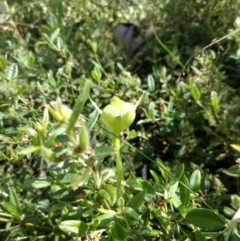 Pterostylis monticola at Cotter River, ACT - 12 Jan 2019