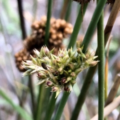 Juncus australis (Australian Rush) at Googong, NSW - 10 Jan 2019 by Wandiyali