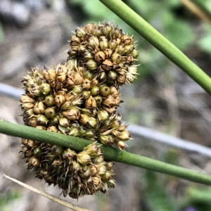 Juncus australis at Googong, NSW - 10 Jan 2019