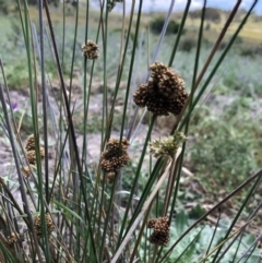 Juncus australis at Googong, NSW - 10 Jan 2019 01:53 PM