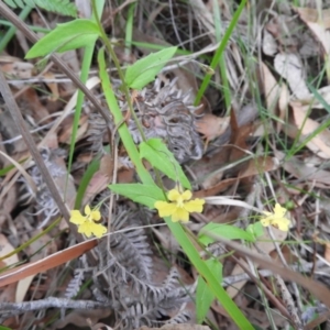 Goodenia heterophylla subsp. eglandulosa at Termeil, NSW - 2 Jan 2019 05:23 PM