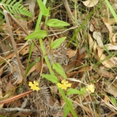 Goodenia heterophylla subsp. eglandulosa at Termeil, NSW - 2 Jan 2019 05:23 PM