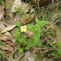 Goodenia heterophylla subsp. eglandulosa at Termeil, NSW - 2 Jan 2019