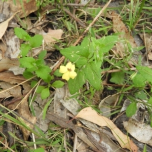 Goodenia heterophylla subsp. eglandulosa at Termeil, NSW - 2 Jan 2019