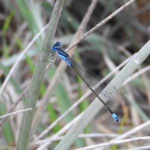 Ischnura heterosticta at Termeil, NSW - 3 Jan 2019