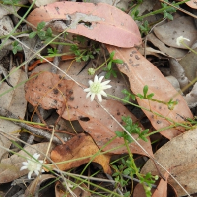 Actinotus minor (Lesser Flannel Flower) at Termeil, NSW - 3 Jan 2019 by MatthewFrawley