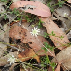 Actinotus minor (Lesser Flannel Flower) at Termeil, NSW - 3 Jan 2019 by MatthewFrawley