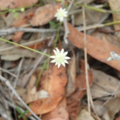 Actinotus minor at Termeil, NSW - 3 Jan 2019