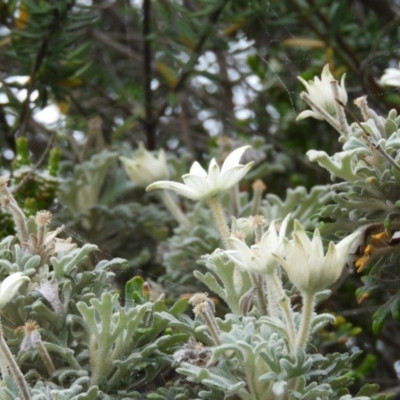 Actinotus helianthi (Flannel Flower) at Bawley Point, NSW - 2 Jan 2019 by MatthewFrawley
