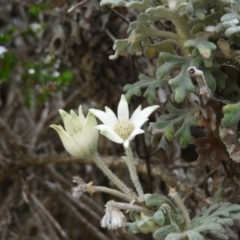 Actinotus helianthi at Bawley Point, NSW - suppressed