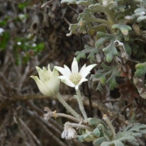 Actinotus helianthi at Bawley Point, NSW - 3 Jan 2019