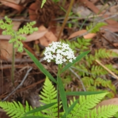 Platysace lanceolata (Shrubby Platysace) at Meroo National Park - 3 Jan 2019 by MatthewFrawley