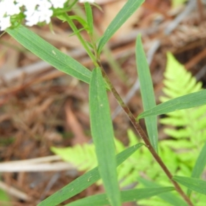 Platysace lanceolata at Bawley Point, NSW - 3 Jan 2019