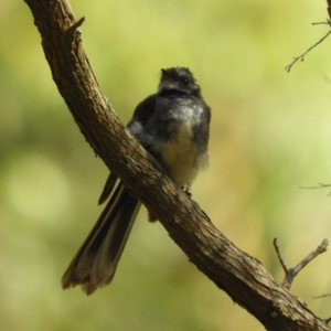 Rhipidura albiscapa at Termeil, NSW - 4 Jan 2019 10:15 AM