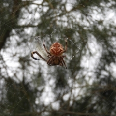 Hortophora sp. (genus) (Garden orb weaver) at Meroo National Park - 2 Jan 2019 by MatthewFrawley