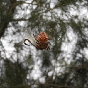 Hortophora sp. (genus) at Bawley Point, NSW - 3 Jan 2019 07:51 AM