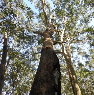 Eucalyptus pilularis (Blackbutt) at Bawley Point, NSW - 3 Jan 2019 by MatthewFrawley